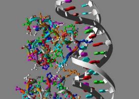 Структура дезоксирибонуклеиновой кислоты (ДНК)