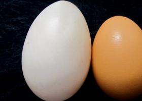Утиные яйца: польза и вред, применение в косметологии
